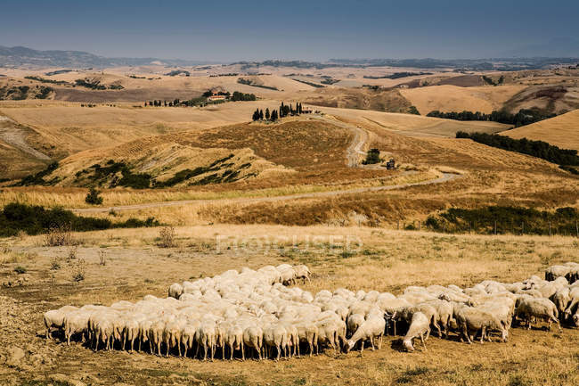 Rebaño de ovejas alimentándose en el campo toscano - foto de stock