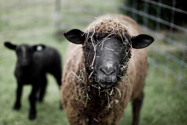 Sheep with hay on face, close up shot — Stock Photo