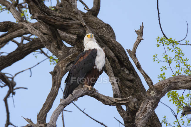 Aquila pescatrice africana seduta su un albero nel parco nazionale del coro, Africa — Foto stock