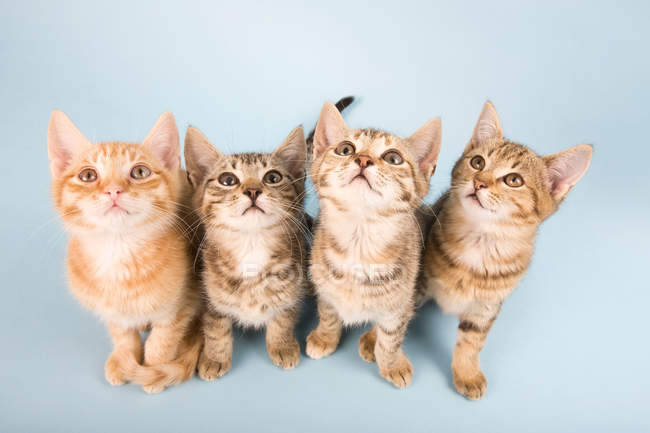 Cuatro gatos mirando hacia arriba - foto de stock