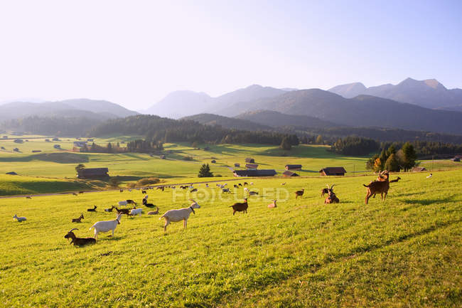 Кози на лузі з вологішими горами — стокове фото