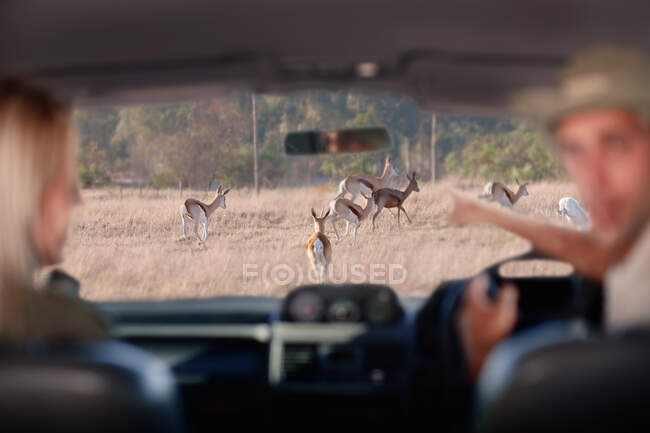 Persone che guardano la fauna selvatica attraverso il parabrezza, Stellenbosch, Sud Africa — Foto stock