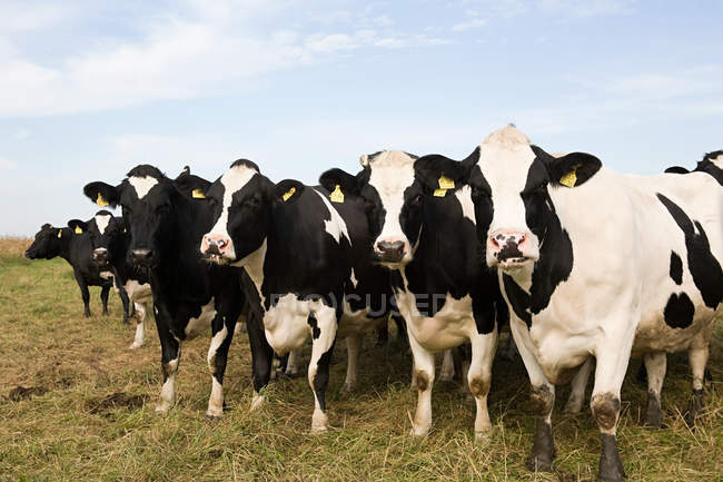 Vacas pastando en el prado - foto de stock