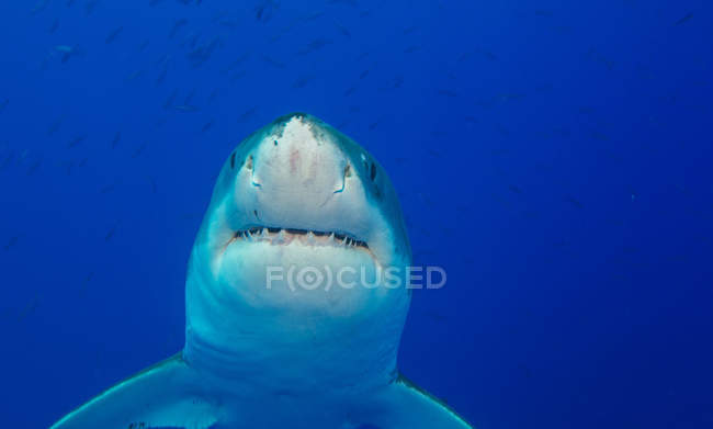 Grand requin blanc — Photo de stock
