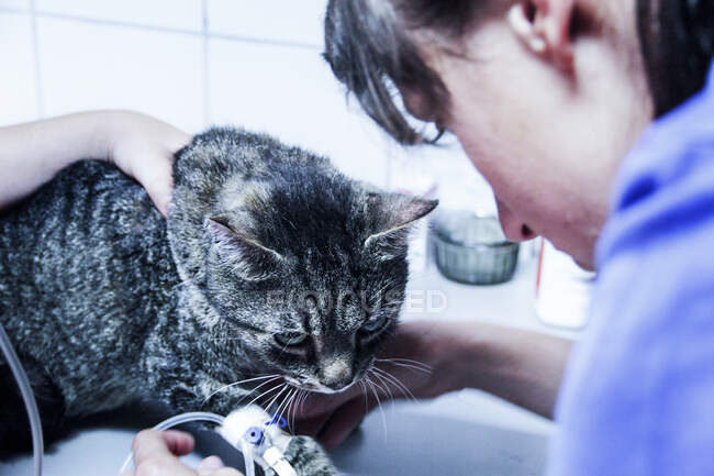 Vet traitant chat domestique — Photo de stock
