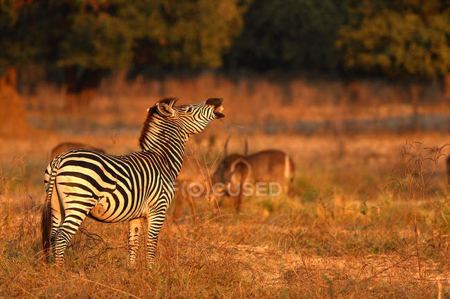 Burchell Zebra riendo - foto de stock