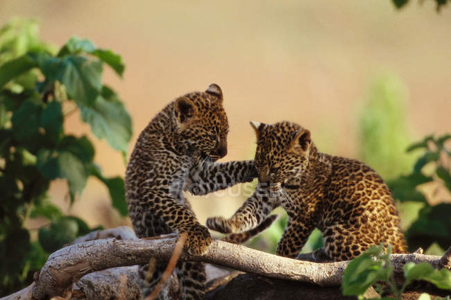 Africanos cachorros leopardo jugando - foto de stock