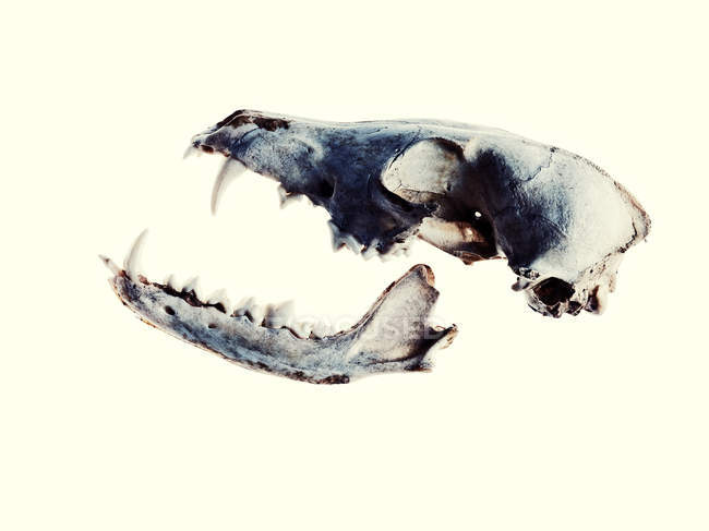 Primer plano de rayos X del cráneo de zorro muerto sobre fondo blanco - foto de stock