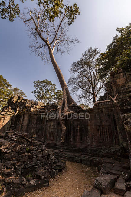 Ruinas del Templo Preah Khan - foto de stock