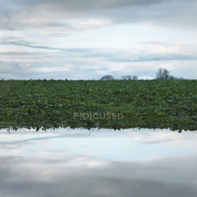 Туманное небо и зеленая трава отражаются в воде — стоковое фото