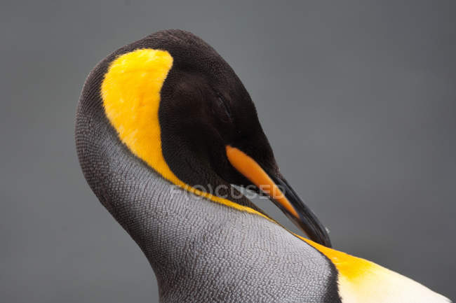 Primo piano del Re Pinguino, Isola delle Macquarie, Oceano Meridionale — Foto stock