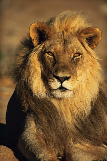 Vista ravvicinata di bellissimo leone maestoso sdraiato e guardando la fotocamera — Foto stock
