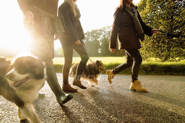 Senior couple and granddaughter walking dogs, Norfolk, UK — Stock Photo