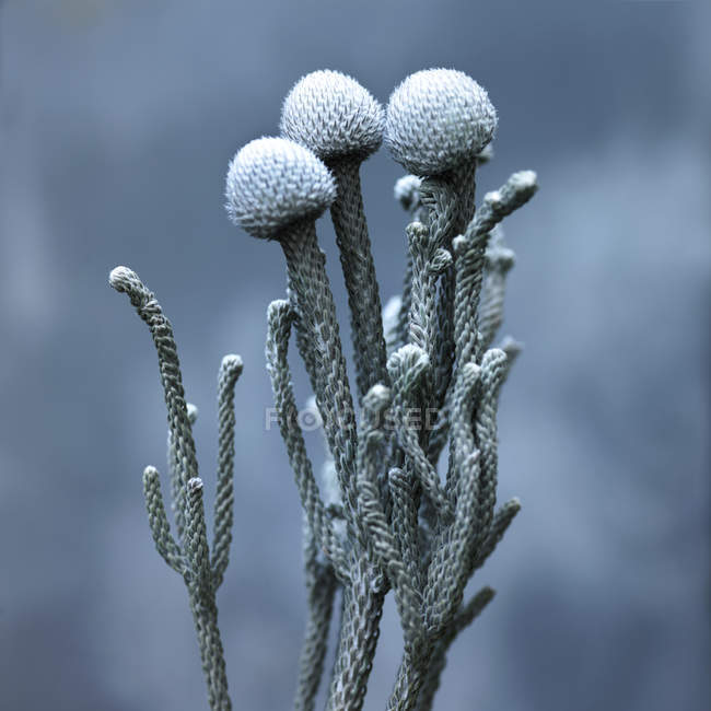 Nahaufnahme der blauen grauen Blume — Stockfoto