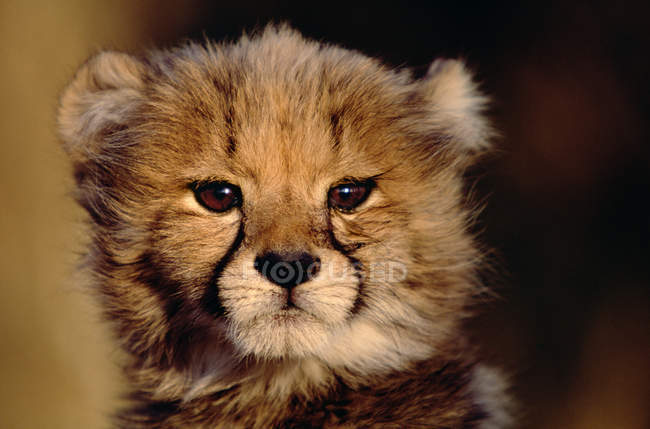 Cheetah cub head in sunlight, close up shot — Stock Photo