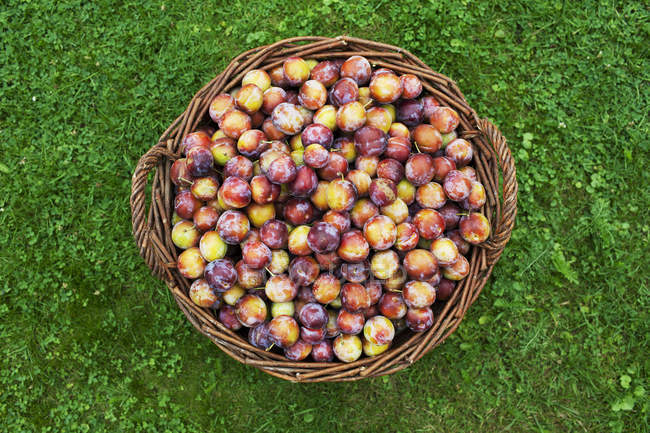 Top view of plums basket on green grass — Stock Photo