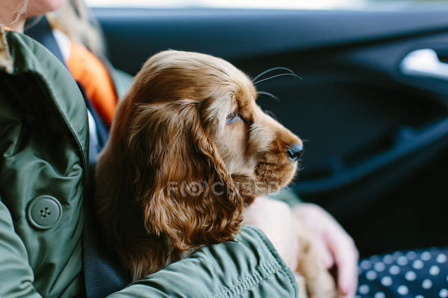 Filhote de cachorro sentado na volta feminina dentro do veículo — Fotografia de Stock