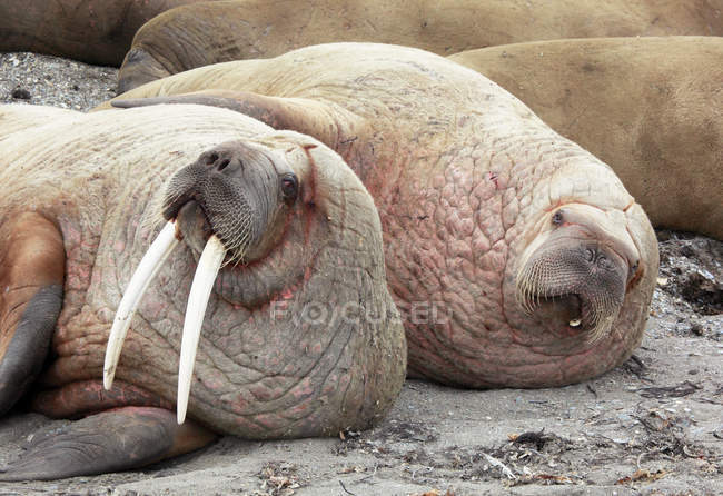 Лежачи разом зльоту моржів — стокове фото