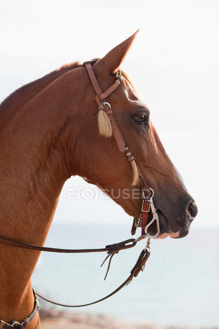 Лошадь смотрит вдаль — стоковое фото
