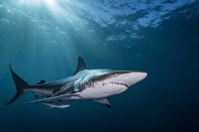 Tiburón punta negra oceánica nadando con peces pequeños - foto de stock