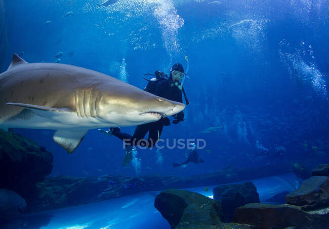 Sandtigerhai und Taucher — Stockfoto