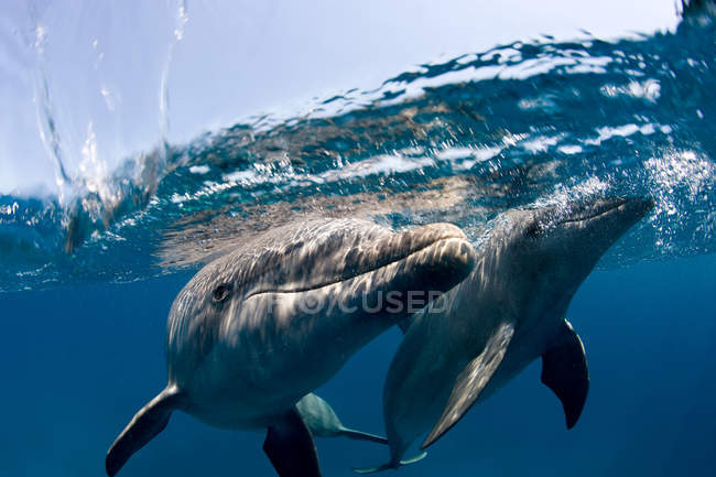 Delfín nariz de botella del Atlántico . - foto de stock