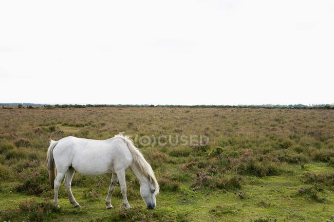 Pastoreo de caballos salvajes - foto de stock