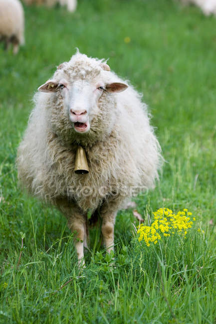 Sheep with bell around neck — Stock Photo