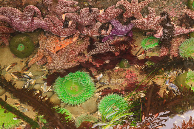 Anémonas verdes gigantes y estrellas del mar de Pisaster en la zona intermareal en la marea baja, Shi-Shi Beach, Parque Nacional Olímpico, Washington, EE.UU. - foto de stock
