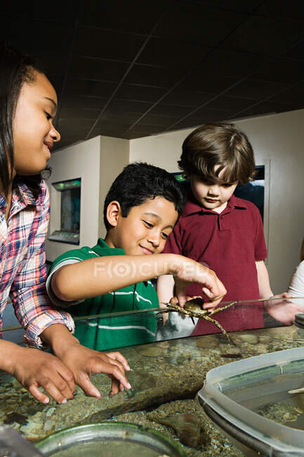 Drei Freunde im Aquarium, Junge hält Krabbe — Stockfoto