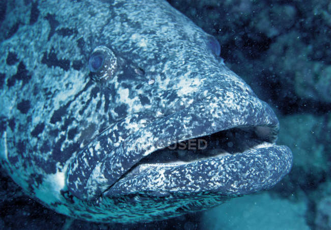 Vista subaquática do bacalhau de batata, close-up — Fotografia de Stock