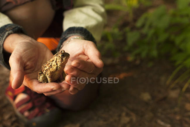 Abgeschnittenes Bild weiblicher Hände mit Kröte — Stockfoto