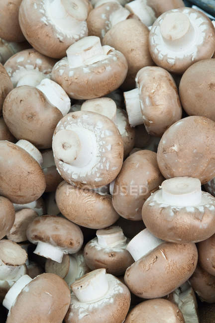 Champignons châtaigniers frais — Photo de stock
