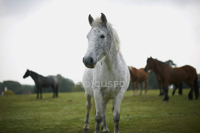 Portrait of grey horse on green field — Stock Photo