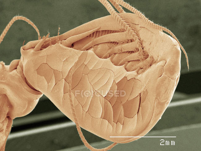 Micrografía electrónica de barrido de color de la antena de camarones mantídicos - foto de stock