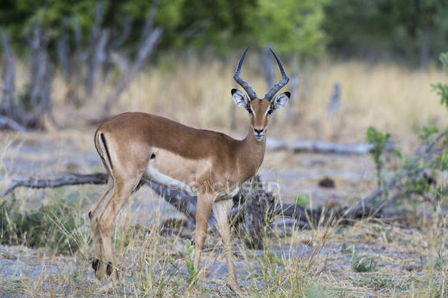 Impala дивиться на камеру в національному парку Чобі, botsva — стокове фото