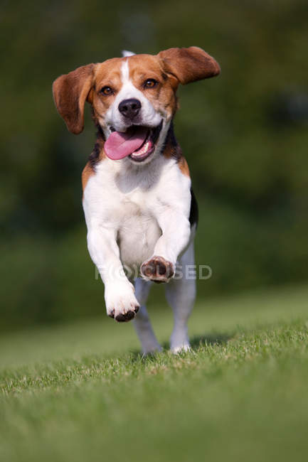 Perro corriendo sobre hierba - foto de stock