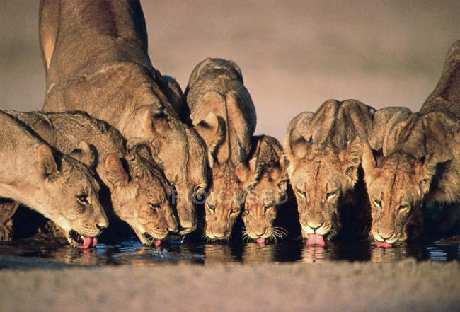 Löwinnen Gruppe trinkt an Wasserloch — Stockfoto