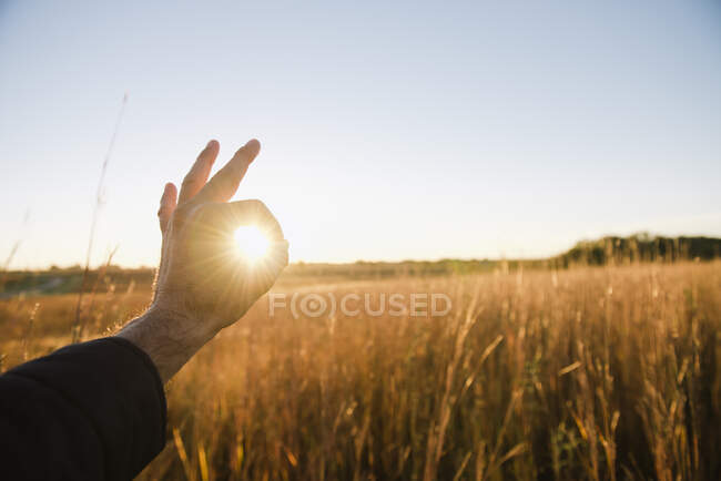 Рука фермера, що оточує сонце в полі пшениці в сутінках, Плоттсбург, штат Міссурі, США. — стокове фото