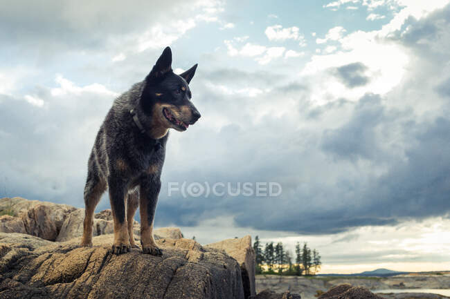Cão olhando para fora da rocha na costa do Maine, EUA — Fotografia de Stock