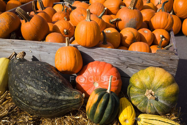 Pile of Pumpkins — Stock Photo