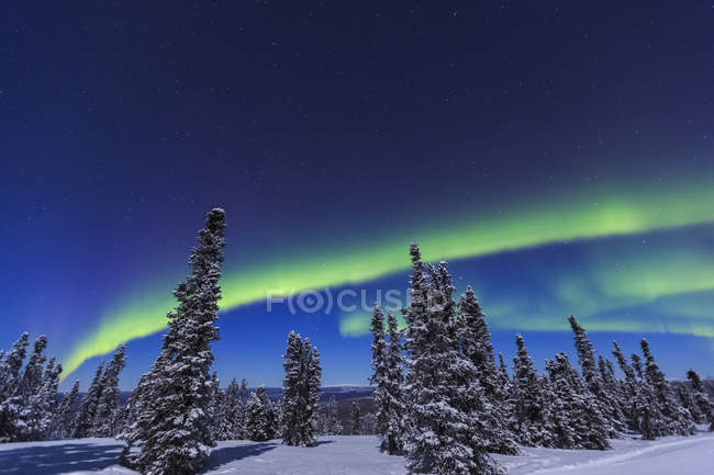 Aurora boreal en el cielo y pinos nevados - foto de stock