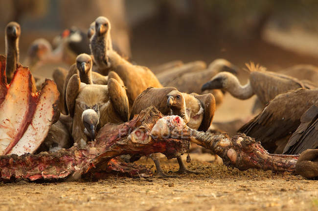 Vautours à dos blanc se nourrissant de carcasses de buffles — Photo de stock