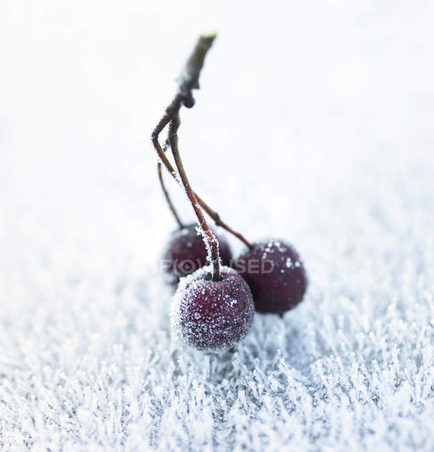 Крупный план мороза на лужайке и куча ягод — стоковое фото
