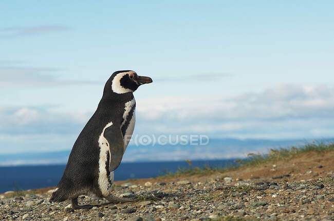 Pingüino en el nido de la isla - foto de stock