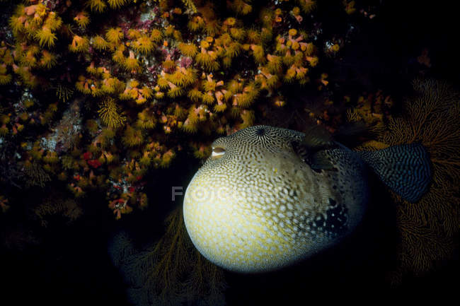Pez globo inflado en el arrecife de coral bajo el agua - foto de stock