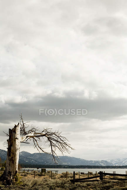 Albero morto sul lago Tahoe — Foto stock