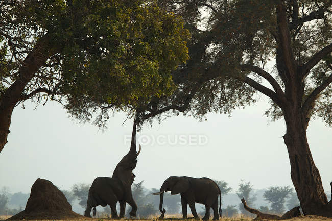 Африканский слон залез на дерево в национальном парке, Зимбабве — стоковое фото