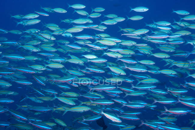 Underwater view of schooling fusiliers, Coral Sea — Stock Photo