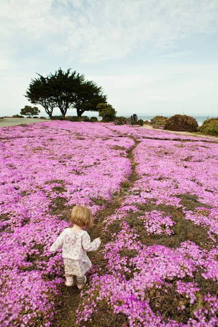 Niño caminando a través de flores rosadas - foto de stock